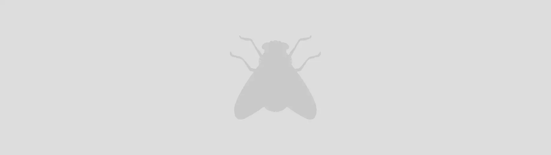 Insektenschutz